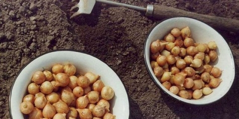 Kada saditi luk u predgrađu